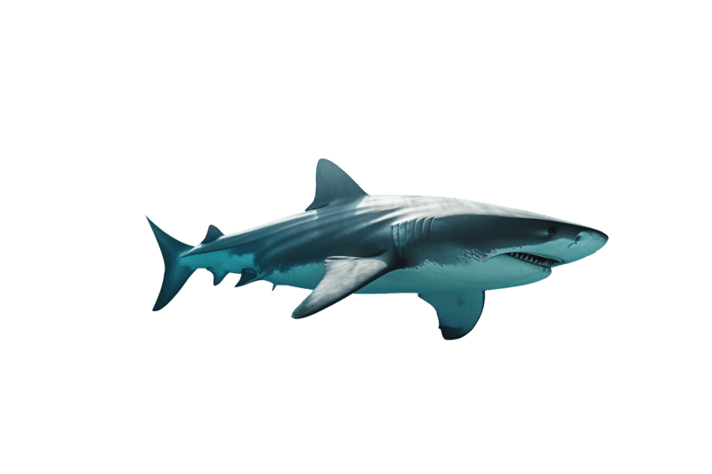 Shark underwater